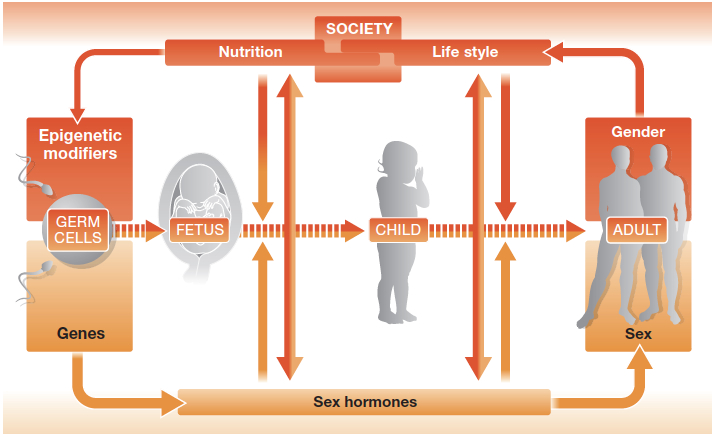 factors influencing sex development from Regitz-Zagrosek, V. EMBOR 13 (7)